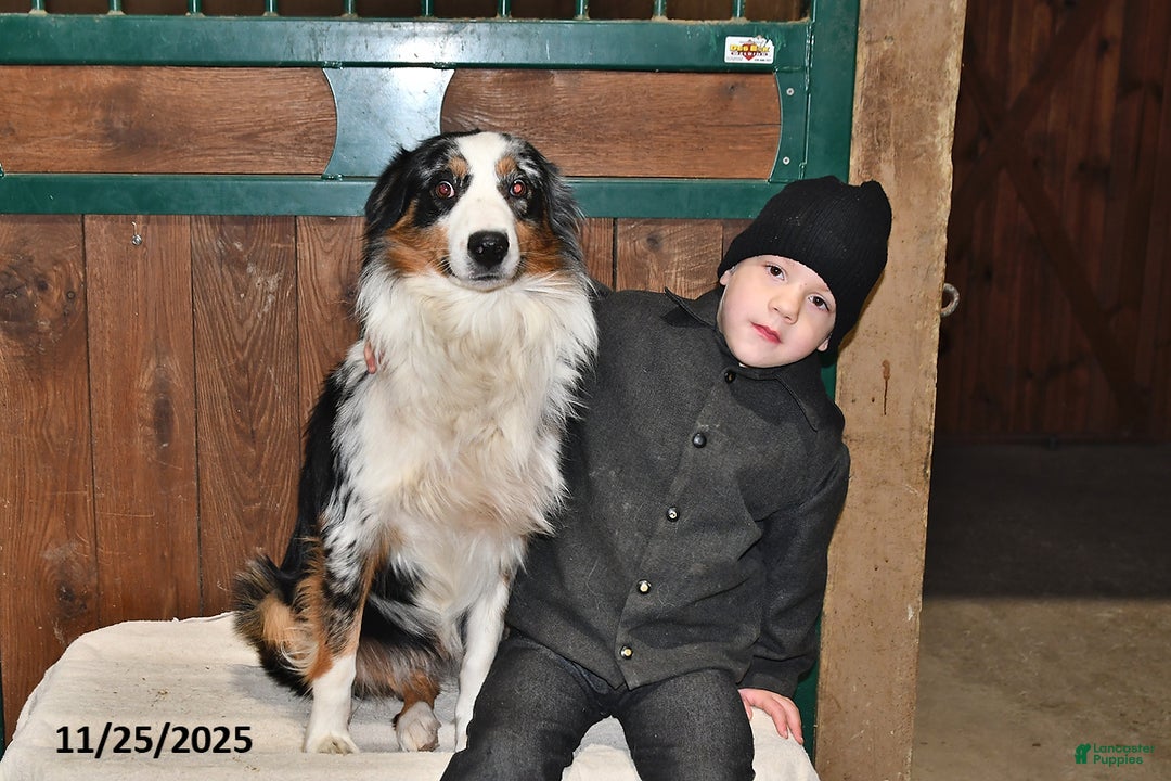 Australian Shepherd dogs for sale: Bud - Ad 3