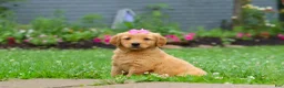 Golden Retriever dogs for sale: Barba - Ad 7