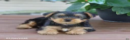 Yorkshire Terrier dogs for sale: Teddy - Ad 3