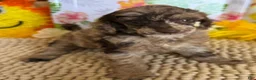 Miniature Poodle dogs for sale: Chantilly - Ad 4