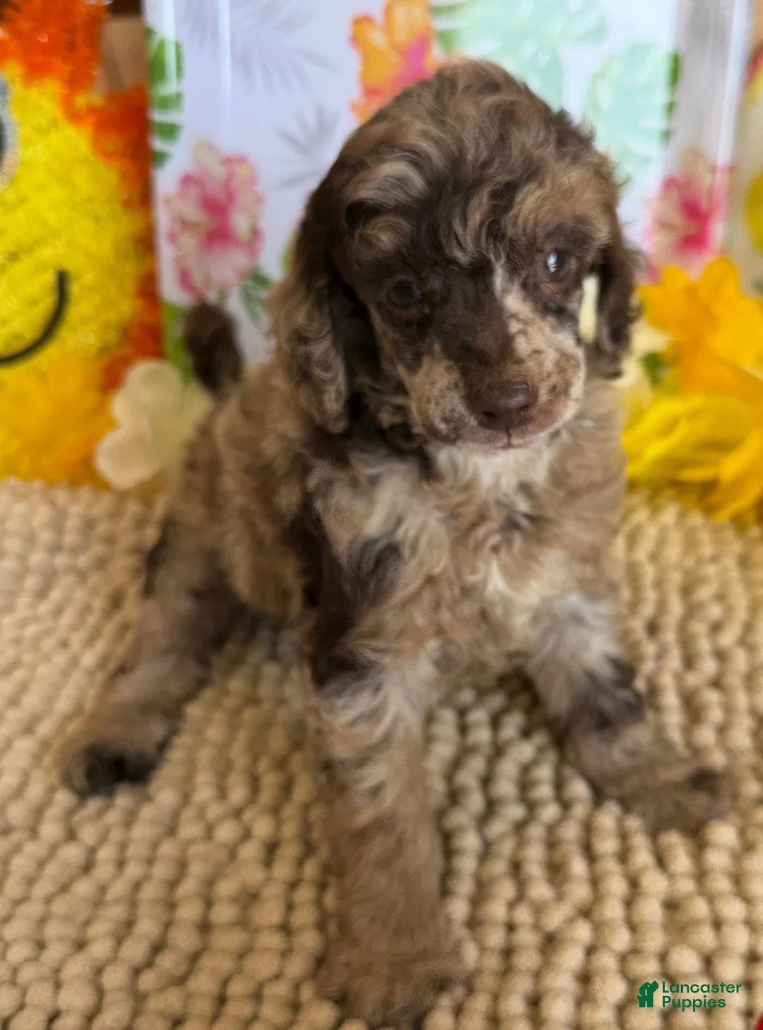 Miniature Poodle dogs for sale: Chantilly - Ad 4