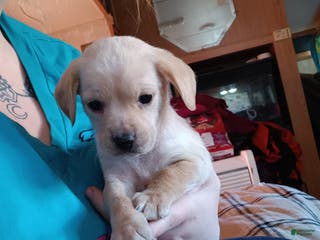 Mixed Breed dogs Mixed Breed Puppy 1 - Ad 27