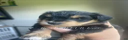 Miniature Schnauzer dogs for sale: Miniature Schnauzer 3 - Ad 9