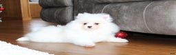Pomeranian dogs for sale: Emerson - Ad 13