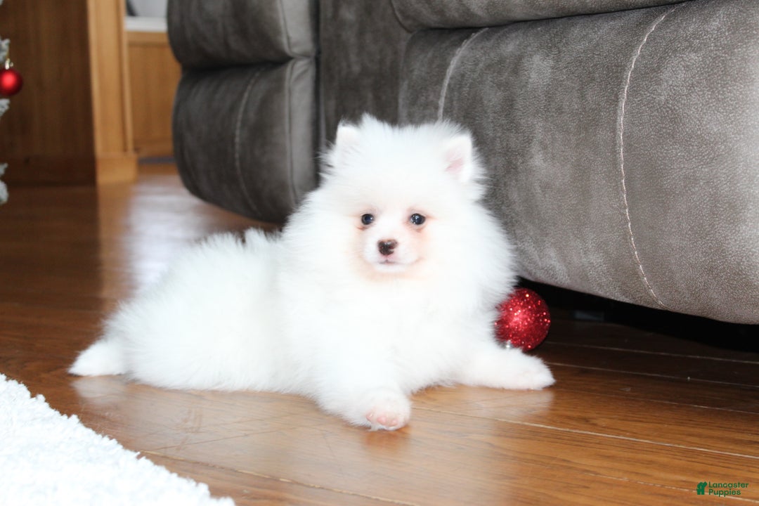 Pomeranian dogs for sale: Emerson - Ad 13