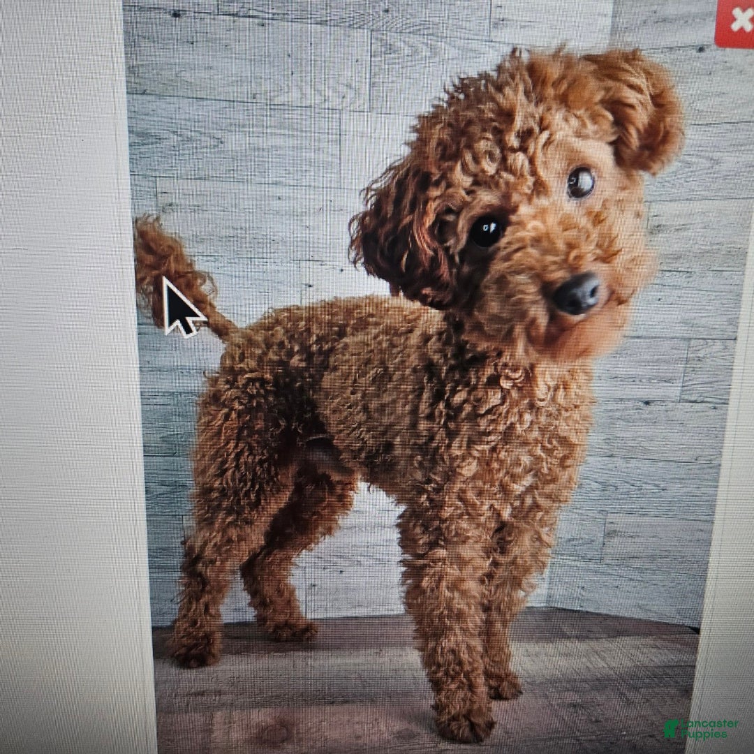 Toy Poodle dogs for sale: Dora - Ad 12