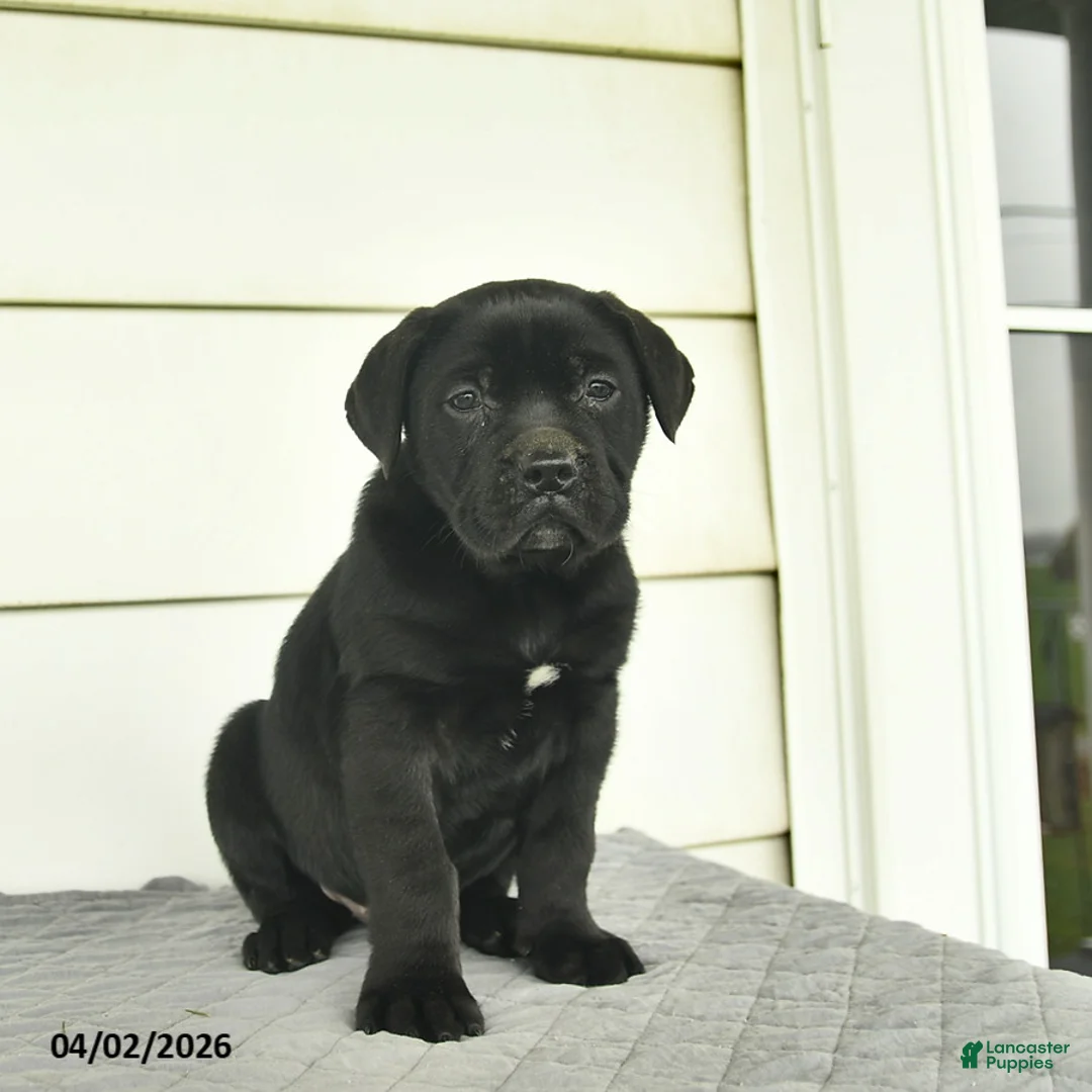 Cane Corso dogs for sale: Ruby  - Ad 2