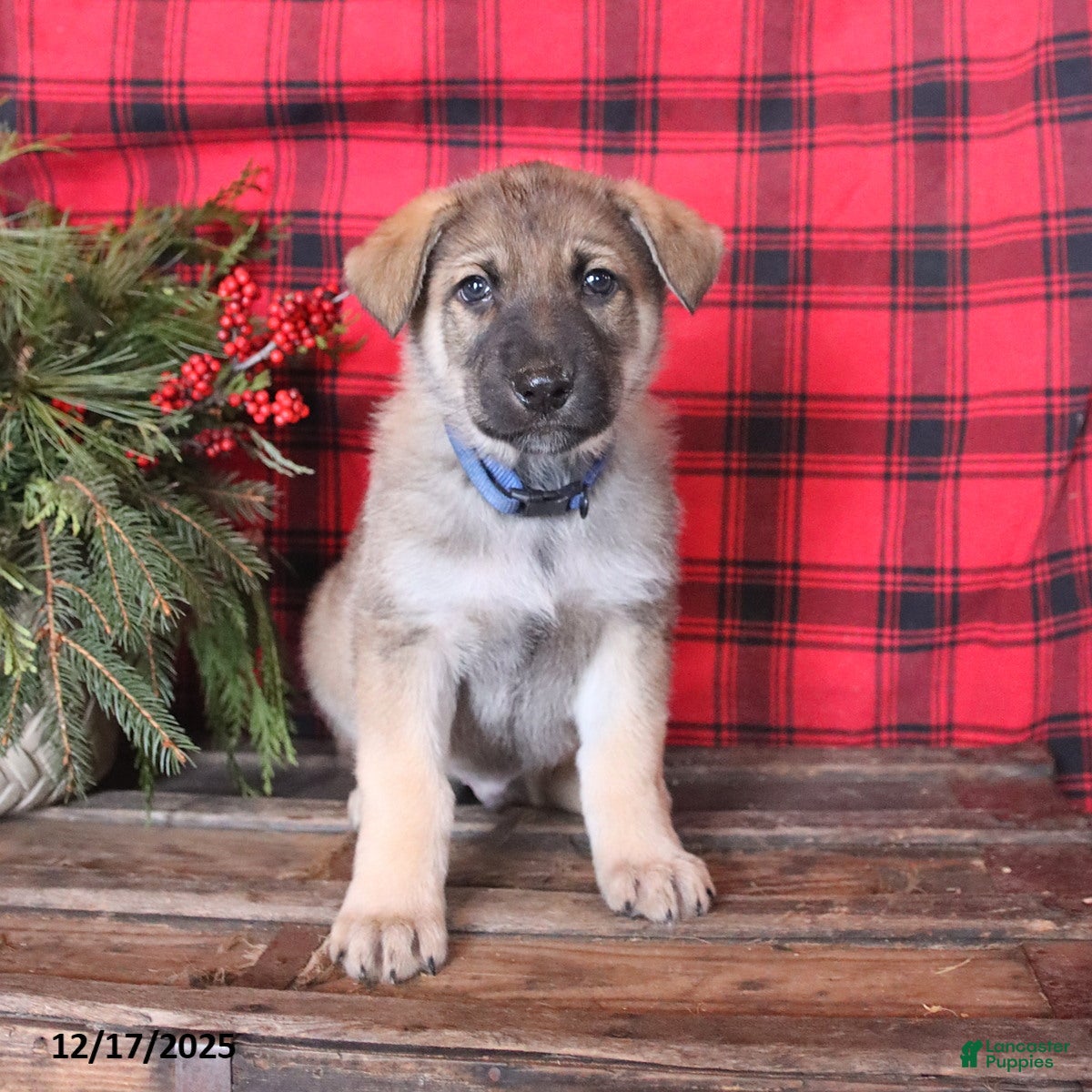 German Shepherd dogs Package - Ad 42