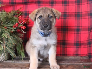 German Shepherd dogs Package - Ad 42