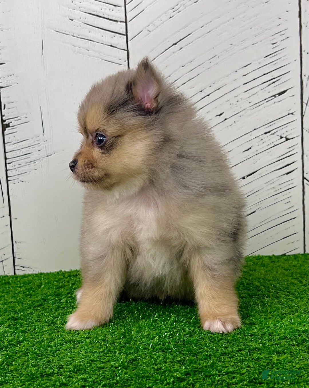 Pomeranian dogs for sale: Finn  - Ad 6