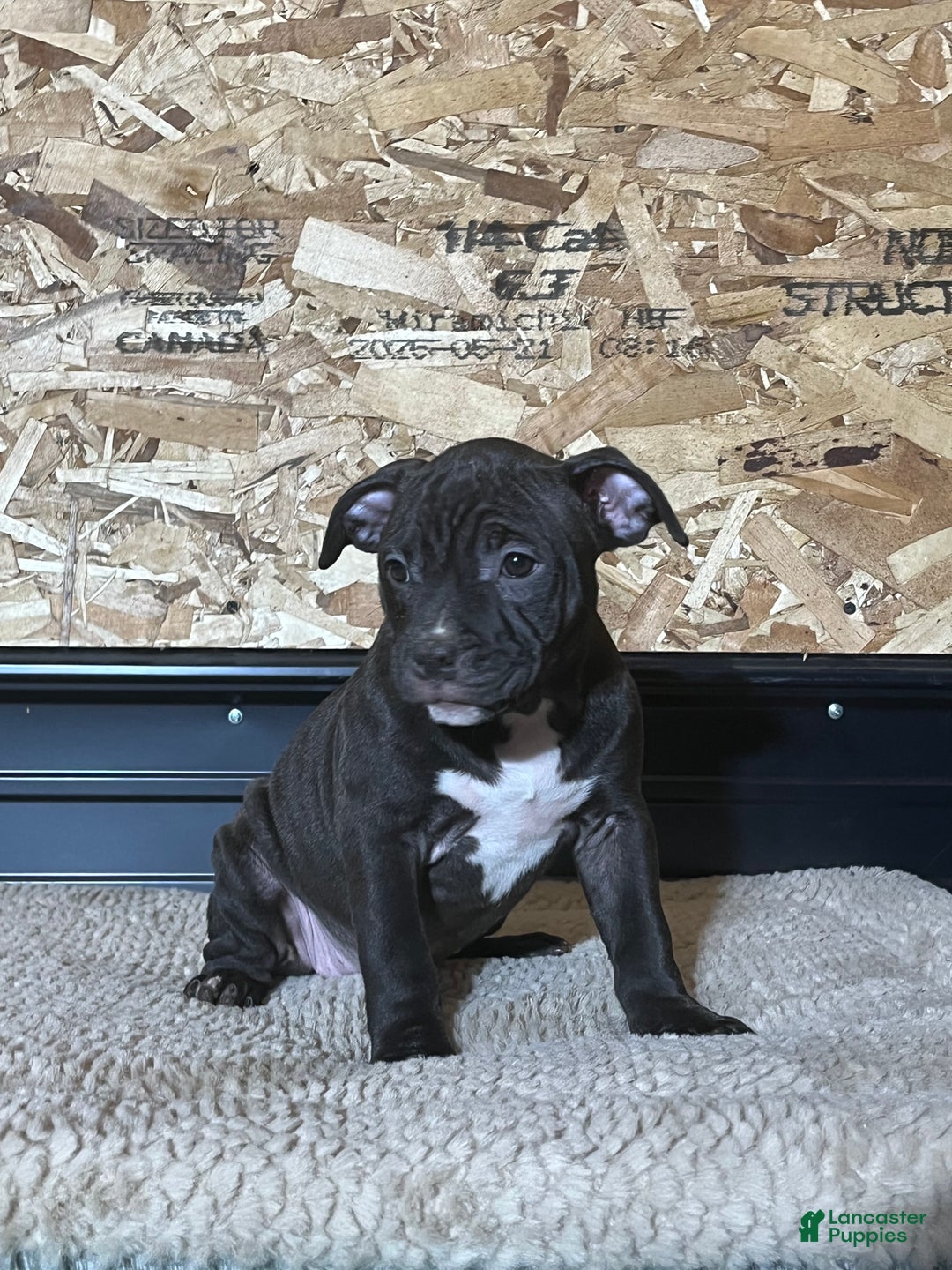 American Bully dogs for sale: Nova - Ad 3