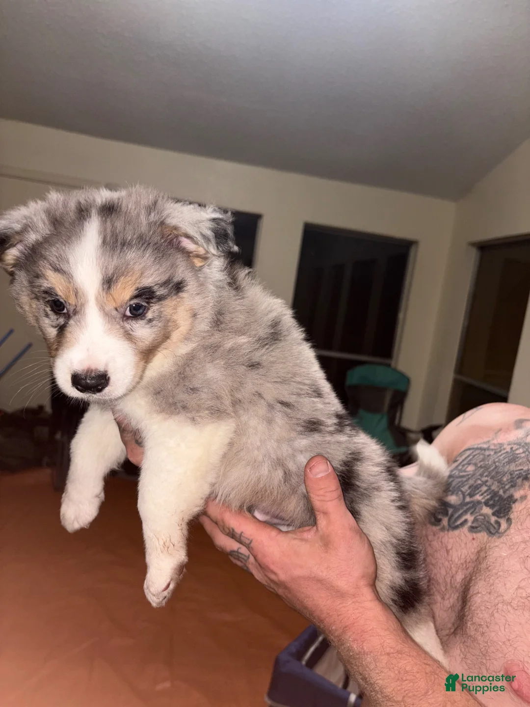 Australian Shepherd dogs for sale: Titan  - Ad 2