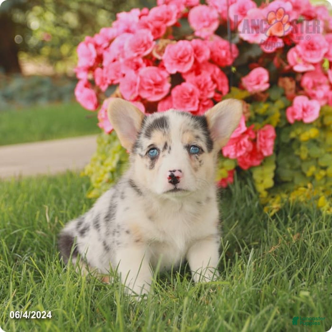 Gallery Image {{count}}