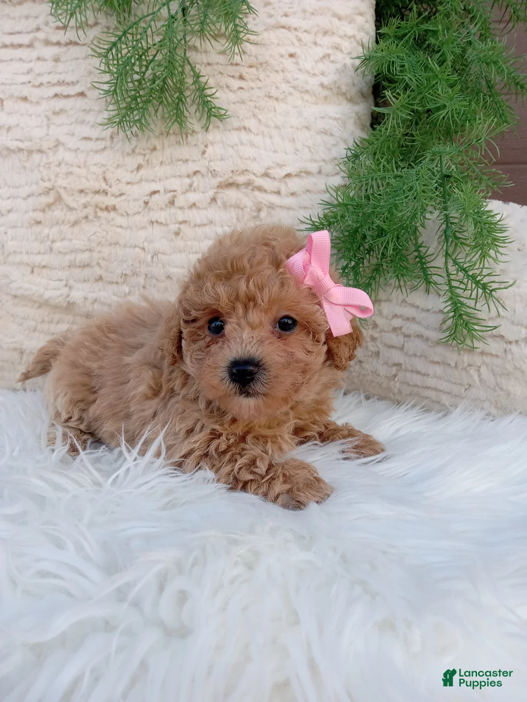 Bichpoo dogs for sale: Belle - Ad 2