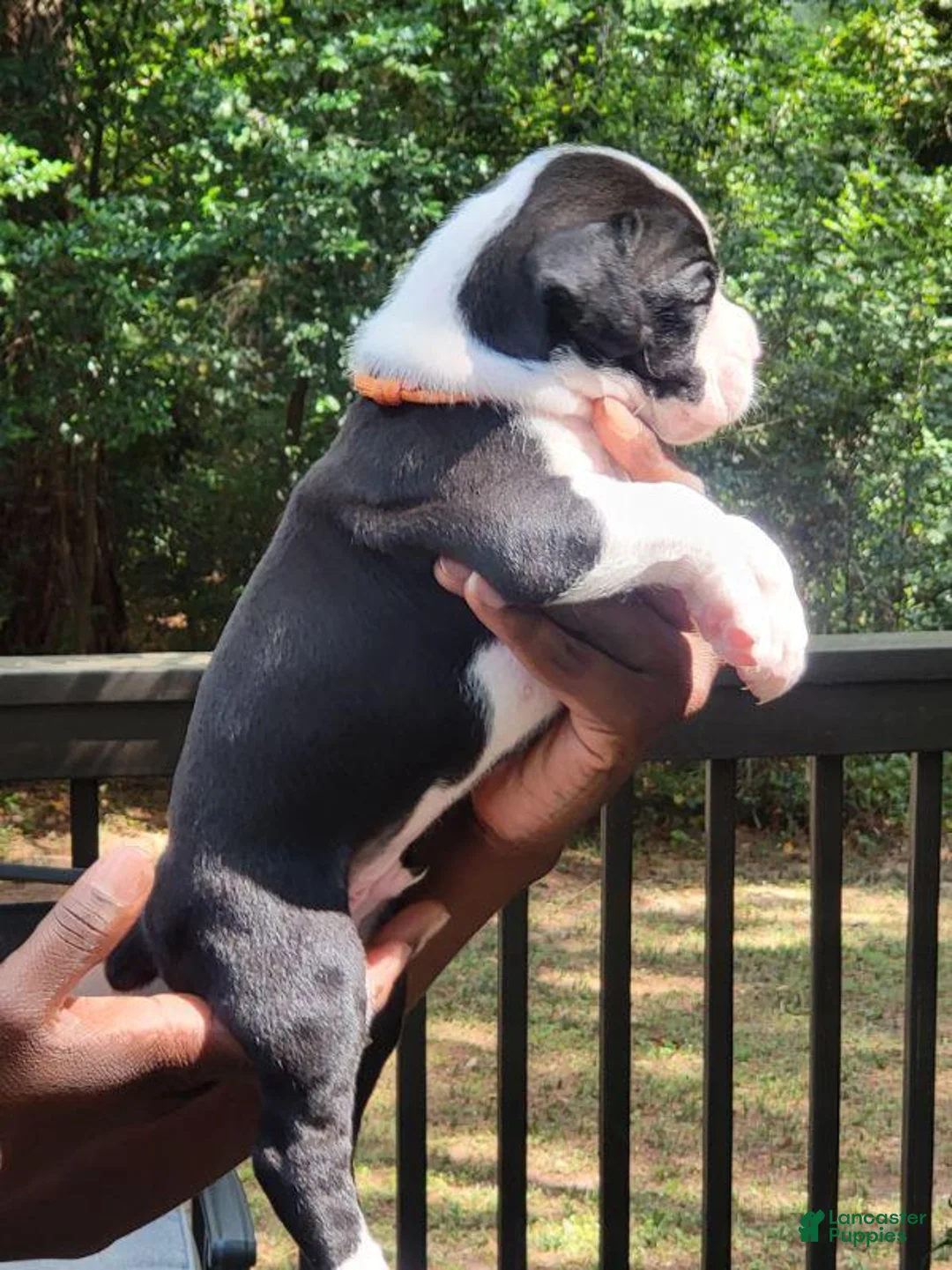 Boxer dogs for sale: Boxer 2 - Ad 2