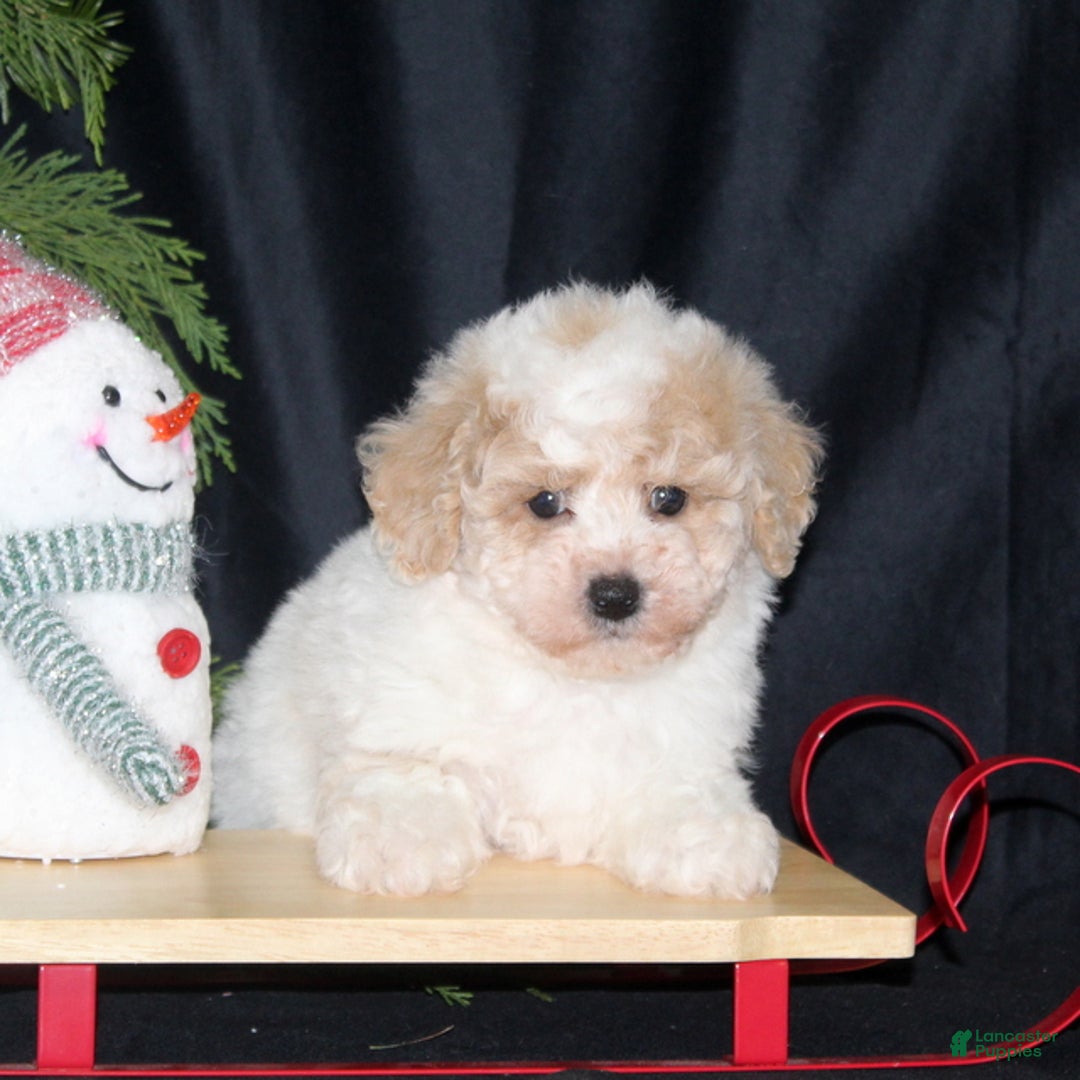 Bichpoo dogs for sale: Nutcracker - Ad 2