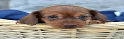 Miniature Dachshund dogs for sale: Stella - Ad 4