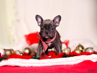 Mixed Breed dogs Hilda - Ad 28