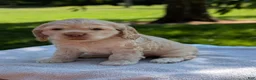 Cocker Spaniel dogs for sale: Buscuit - Ad 1