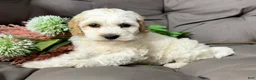 Cockapoo dogs for sale: Benji  - Ad 7