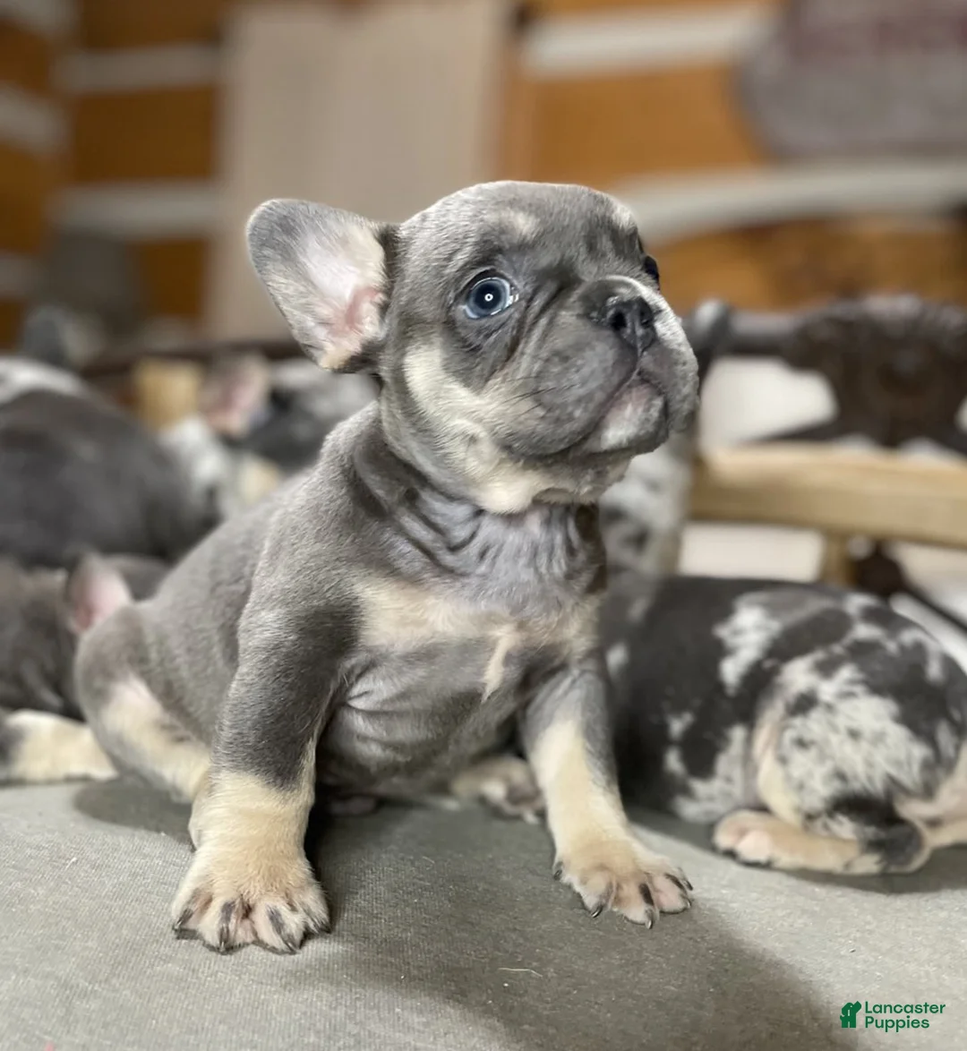 Gallery Image {{count}}