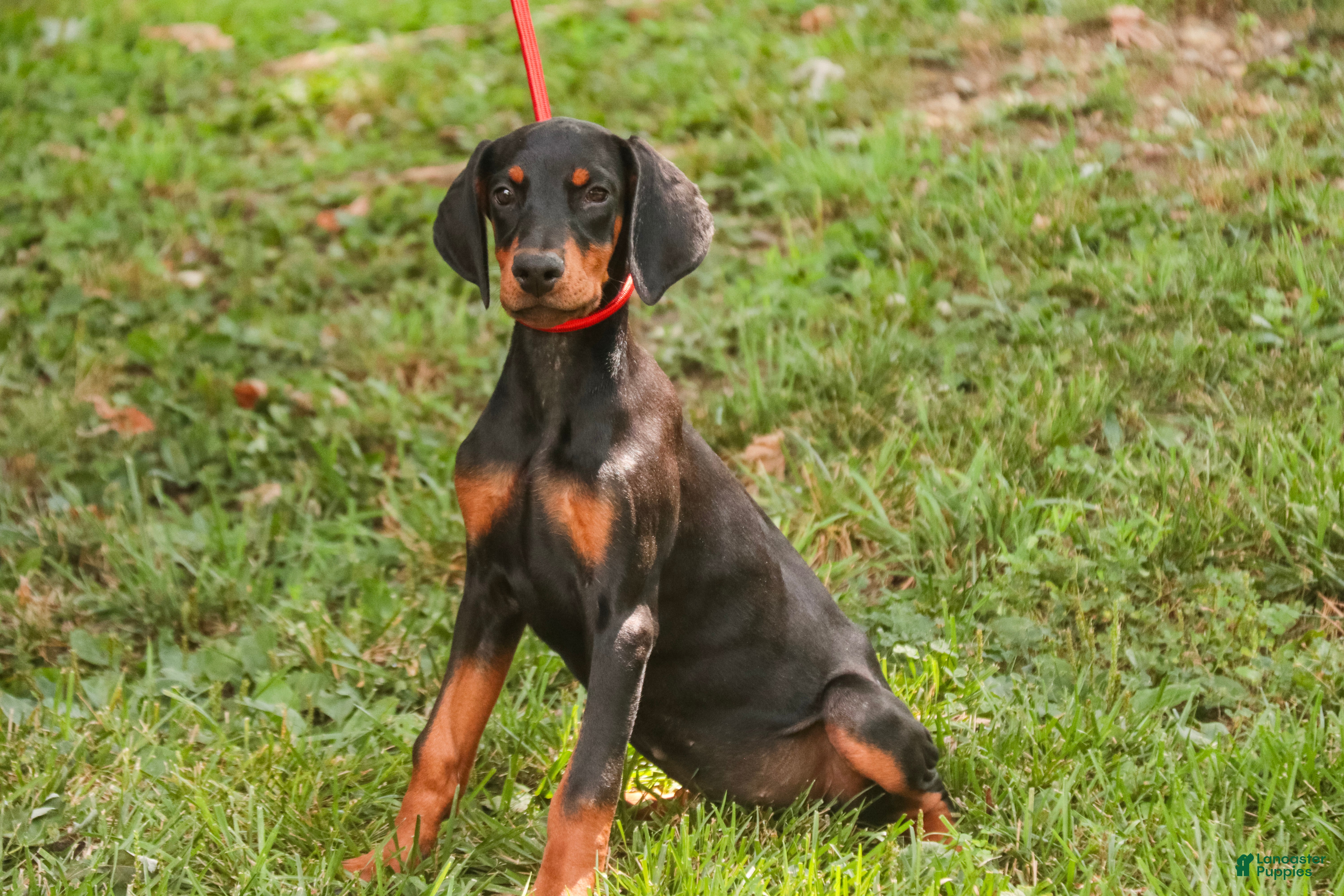 Doberman Pinscher dogs Reverie - Ad 2