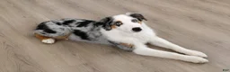 Australian Shepherd dogs for sale: Gracie - Ad 4