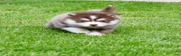 Pomsky dogs for sale: Daisy - Ad 5