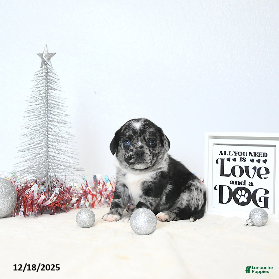 Puggle dogs for sale: Gemma - Ad 5