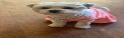 Shorkie dogs for sale: Shorkie 1 - Ad 3