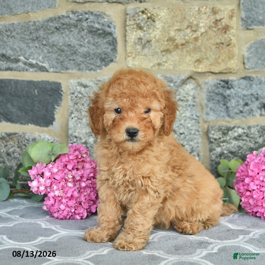 Miniature Poodle dogs Isaiah  - Ad 1