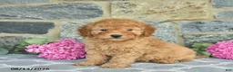 Miniature Poodle dogs for sale: Isaiah  - Ad 1