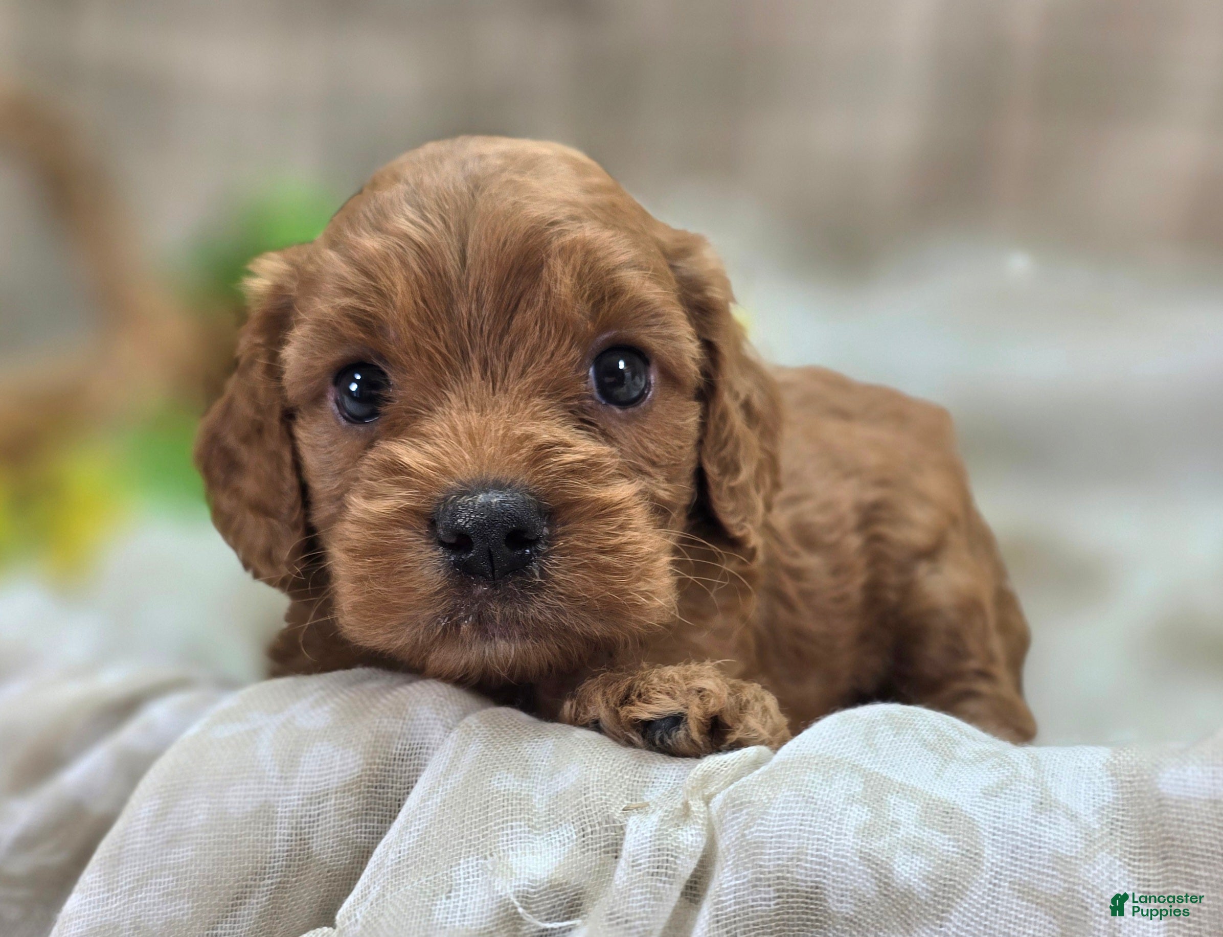 Cockapoo dogs Paris - Ad 20