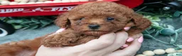 Toy Poodle dogs for sale: Patty - Ad 4