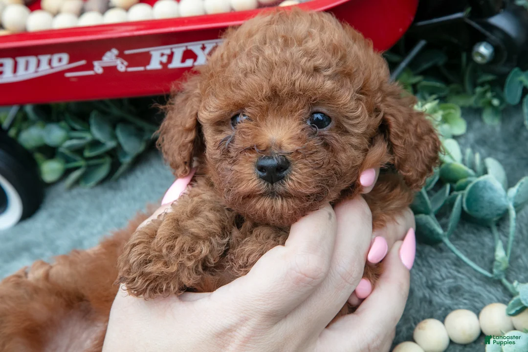 Toy Poodle dogs for sale: Patty - Ad 4