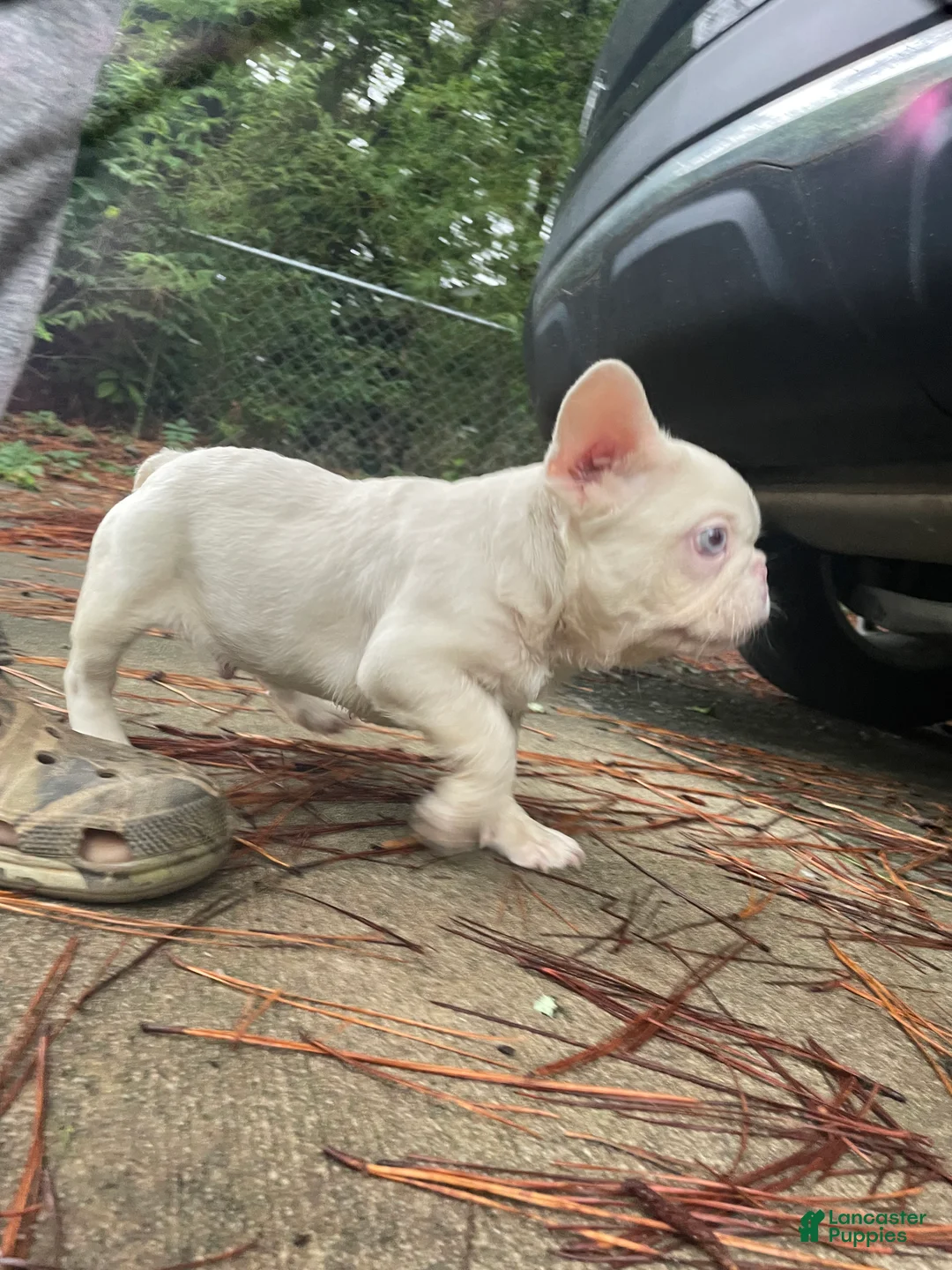 French Bulldog dogs for sale: Yang the Pink Micro - Ad 9