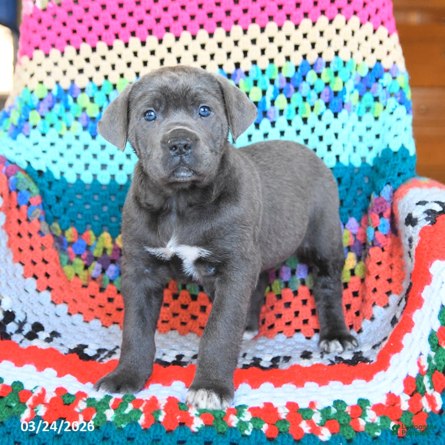 Cane Corso dogs Daisy - Ad 1