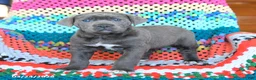 Cane Corso dogs for sale: Daisy - Ad 1