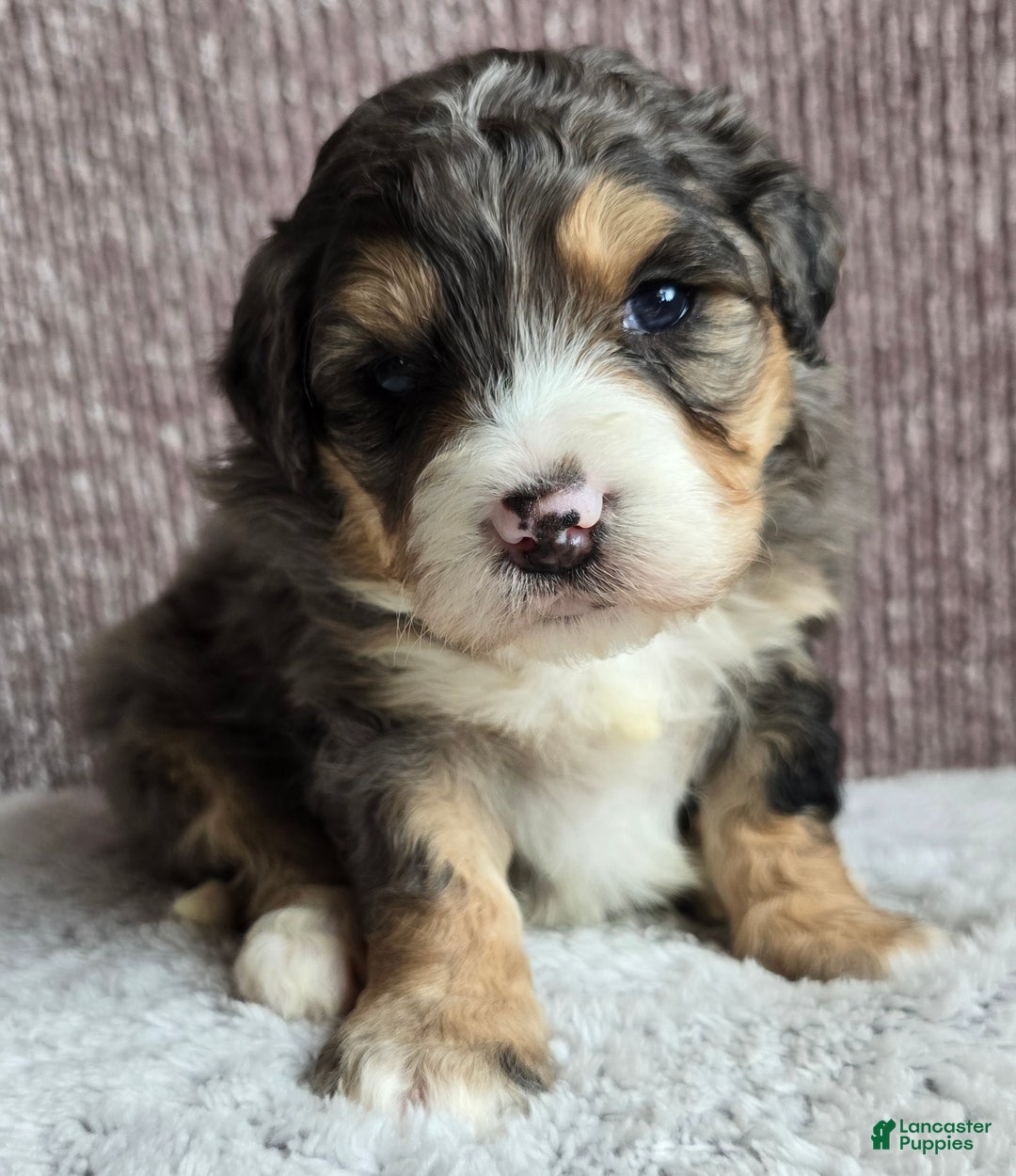 Mini Bernedoodle dogs for sale: Mini Bella - Ad 6