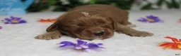 Cockapoo dogs for sale: Sherbet - Ad 2