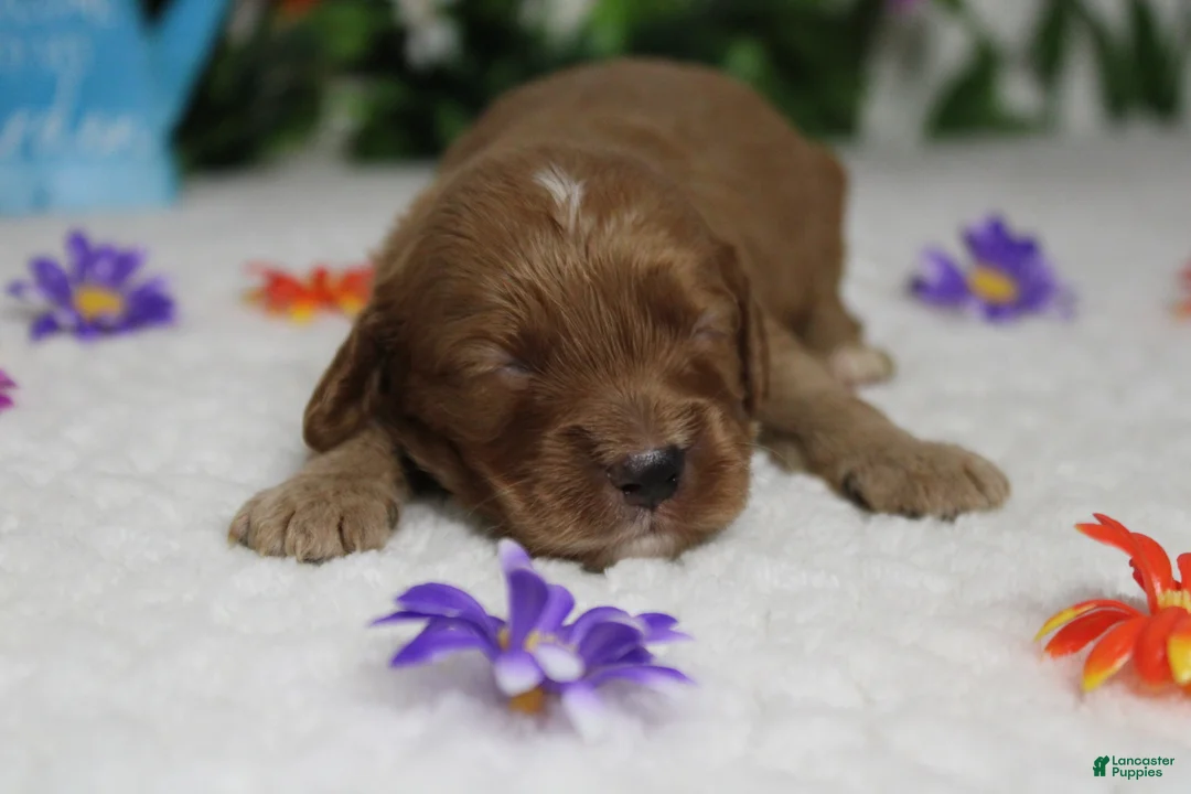 Cockapoo dogs for sale: Sherbet - Ad 2
