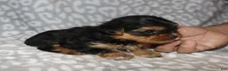 Yorkshire Terrier dogs for sale: Sonia - Ad 8