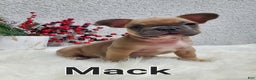 French Bulldog dogs for sale: Mack - Ad 5