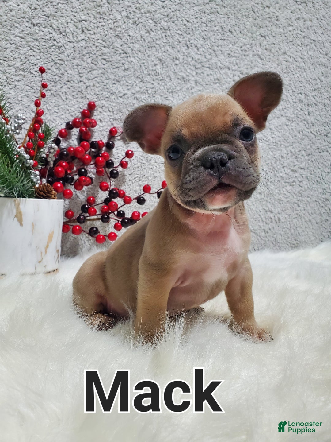 French Bulldog dogs for sale: Mack - Ad 5