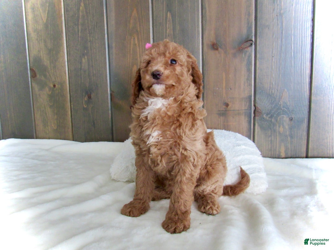 Mini Goldendoodle dogs for sale: Chloe - Ad 13