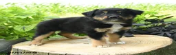 Australian Shepherd dogs for sale: Finn - Ad 1
