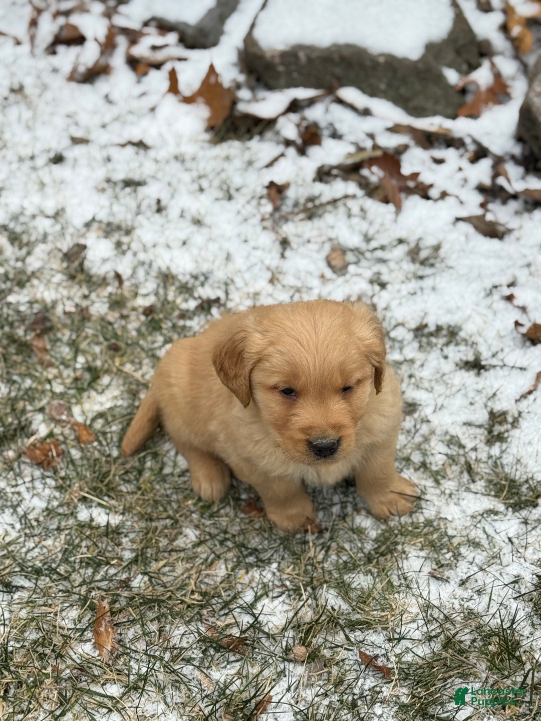 Golden Retriever dogs for sale: Sonic - Ad 7