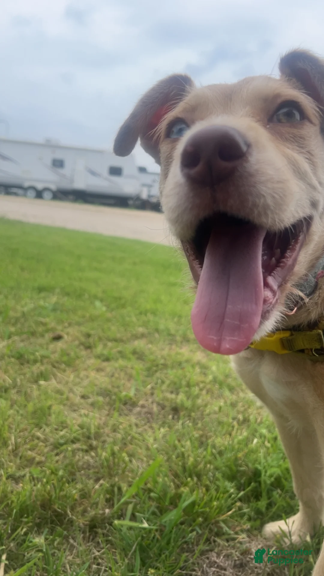Mixed Breed dogs for sale: Mixed Breed Puppy 1 - Ad 4