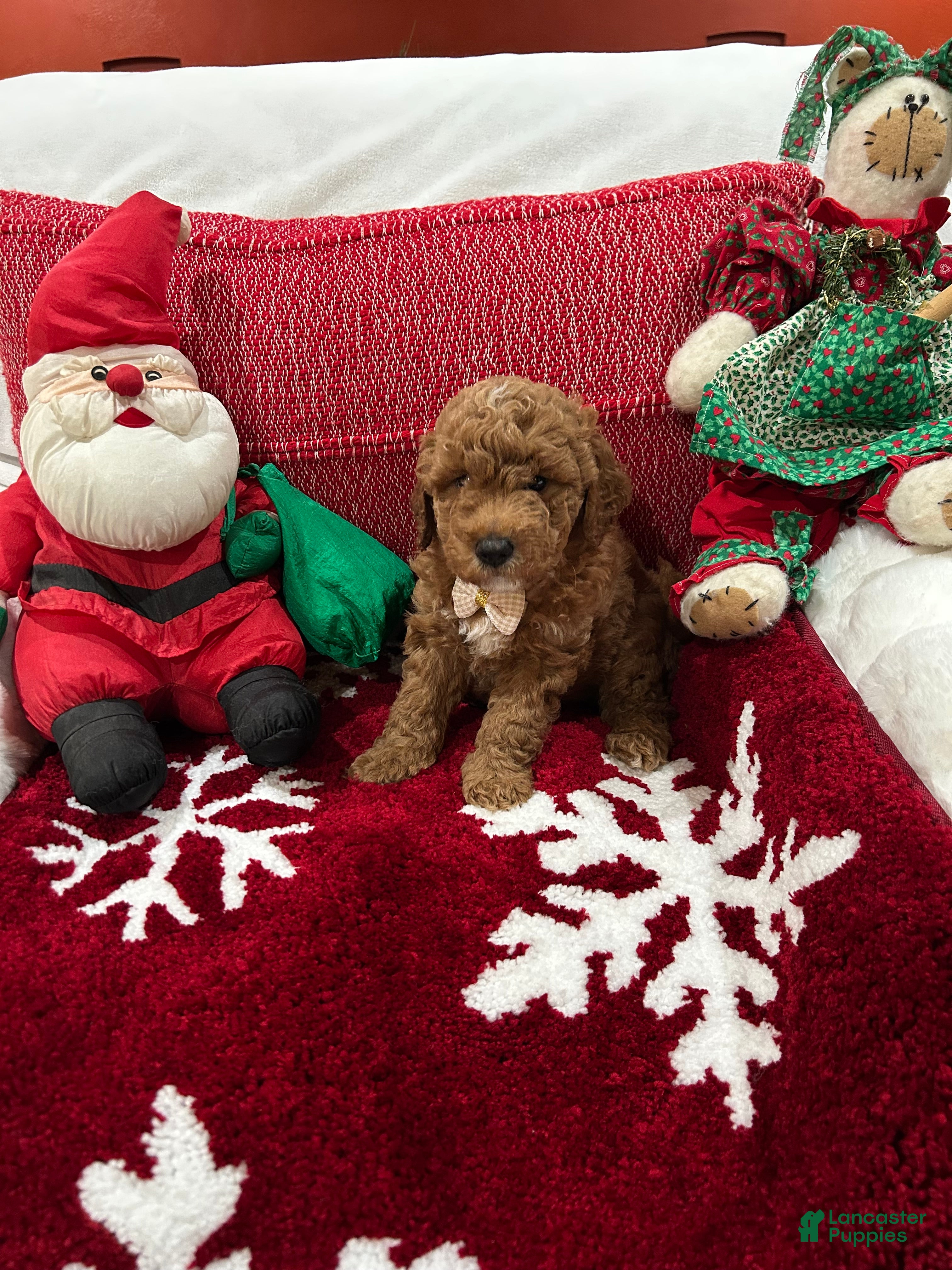 Mini Goldendoodle dogs Petite Mini Goldendoodle Chocolate Chip - Ad 1