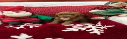 Mini Goldendoodle dogs for sale: Petite Mini Goldendoodle Chocolate Chip - Ad 1